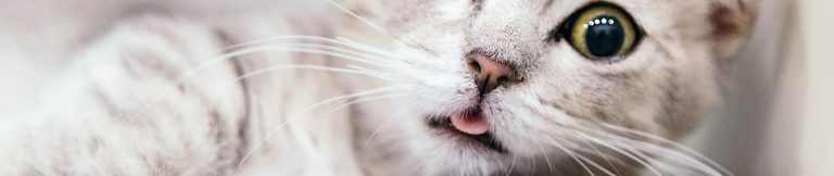 Chats et chaton nains : une race à part